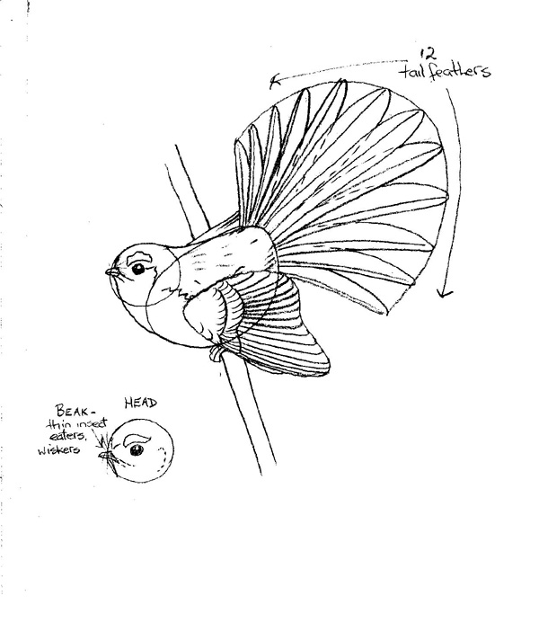 Copy of How to draw a fantail 2 KFB.jpg